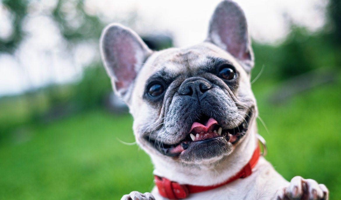 Französische Bulldogge: Hundefutter und Rasseportrait